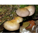 Мицелий Вешенки осенней (Pleurotus salignus)